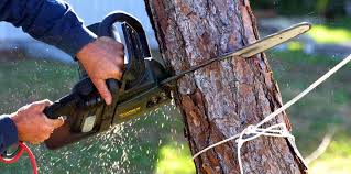 Professional Tree Services in Anthem, AZ