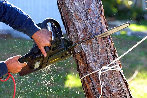 Best Tree Maintenance Programs  in Anthem, AZ